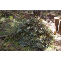 Narrow Leaf Peppermint (Radiata) Eucalyptus Oil Natural Bush Harvesting
